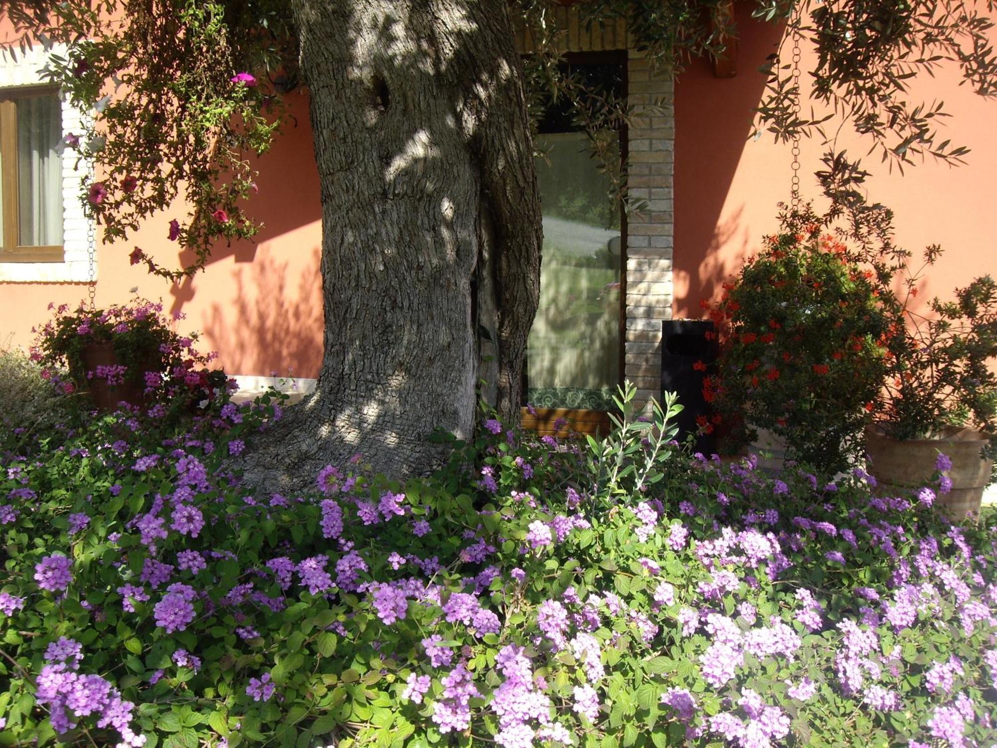 Agriturismo Il Borgo Degli Ulivi Roseto Degli Abruzzi Exterior foto